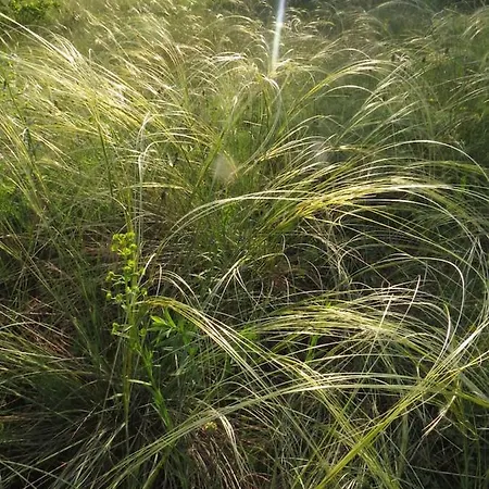 아파트 In Casa Ciliegia 블로톤퓌레드